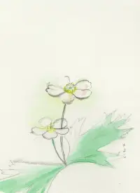 野の花のイメージ画像