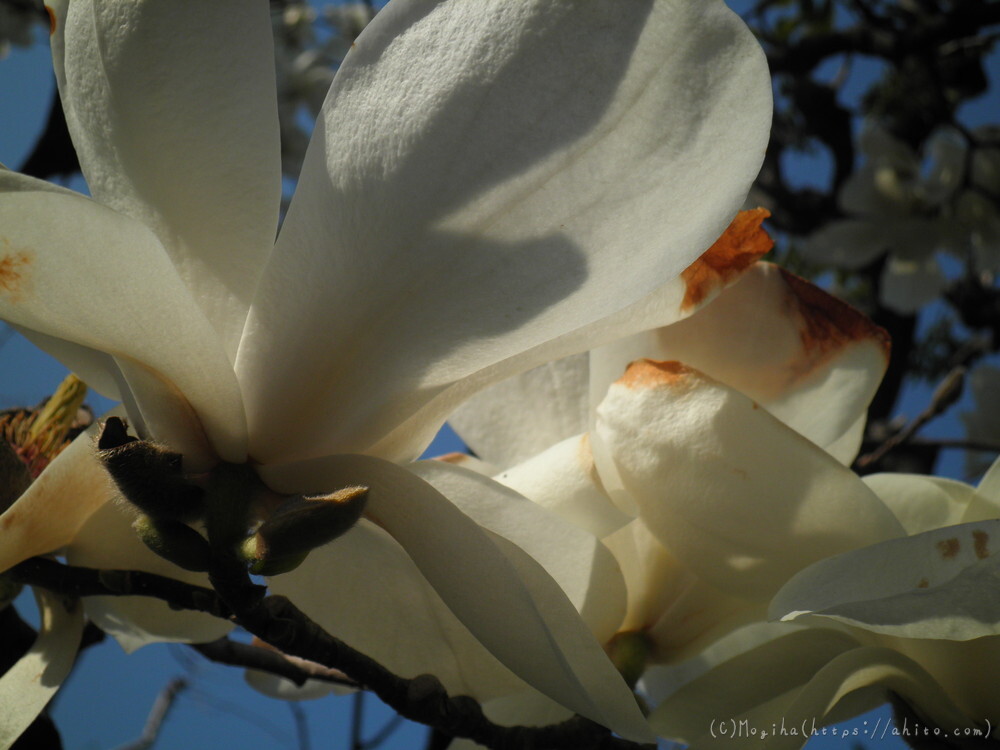 春　木の花 - 03