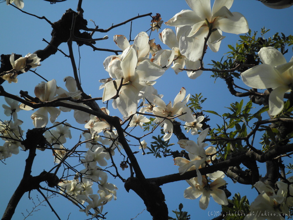 春　木の花 - 04