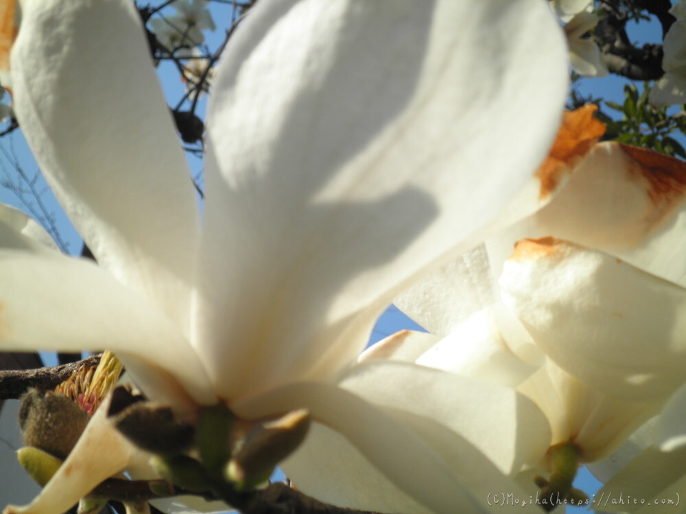 春　木の花 - 05