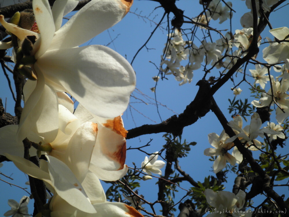 春　木の花 - 06