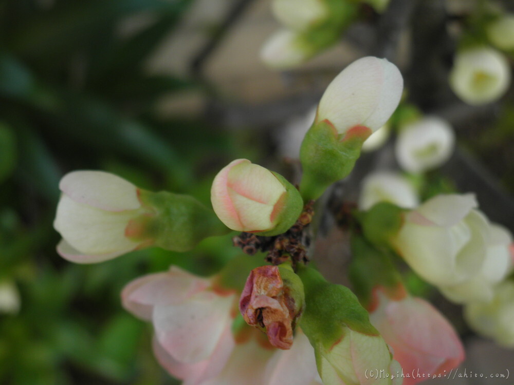 春　木の花 - 09
