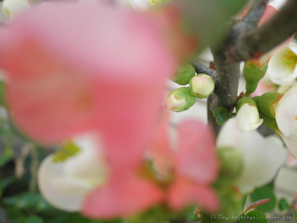 春　木の花 - 11