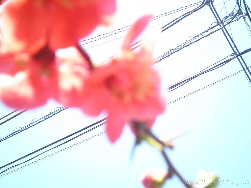 春　木の花 - 23