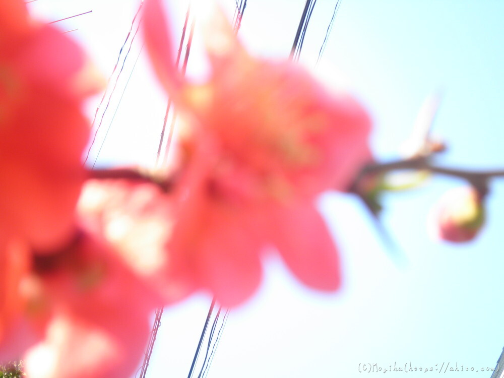 春　木の花 - 24