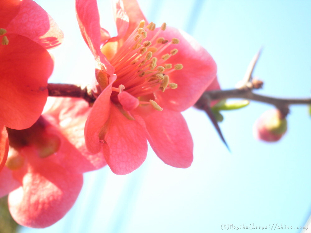 春　木の花 - 25