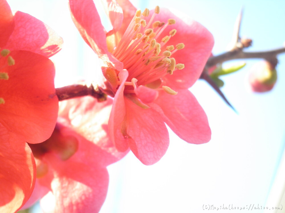 春　木の花 - 26