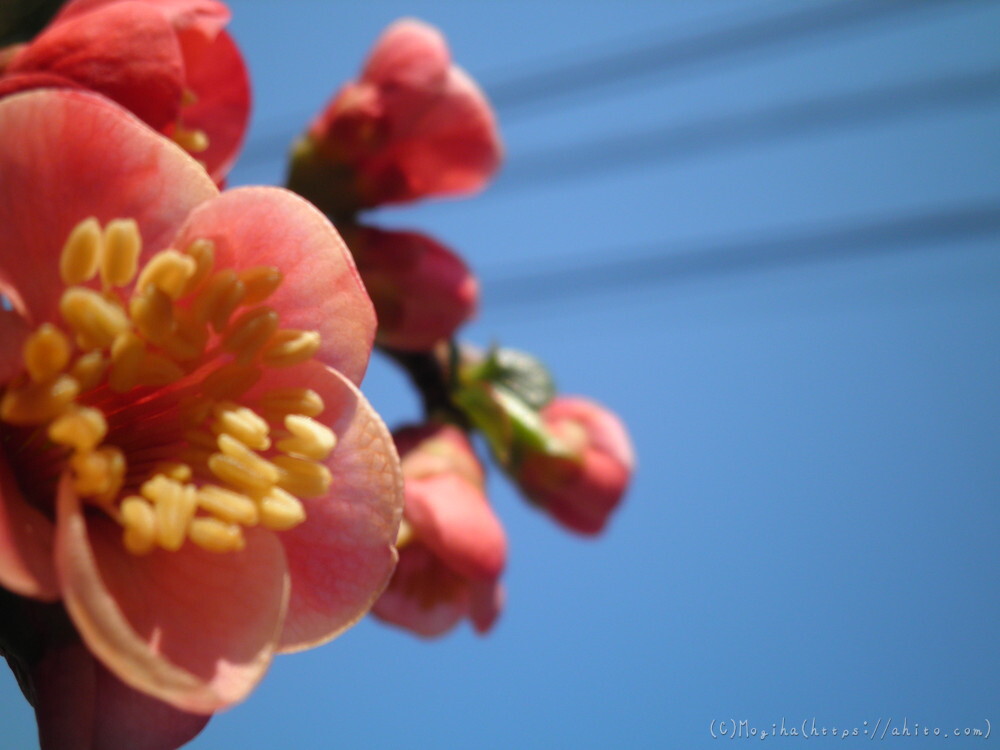春　木の花 - 27