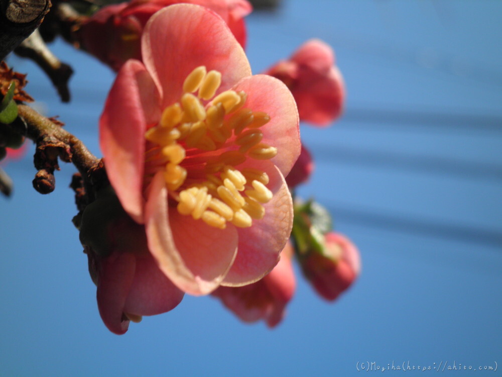 春　木の花 - 28