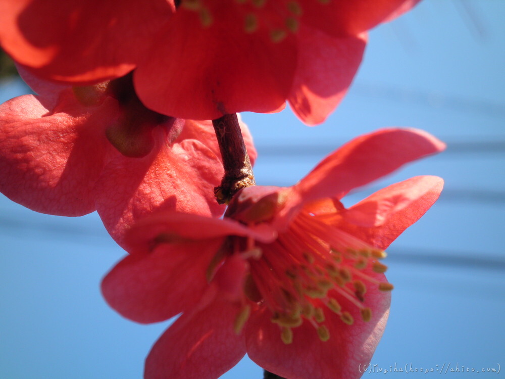 春　木の花 - 29