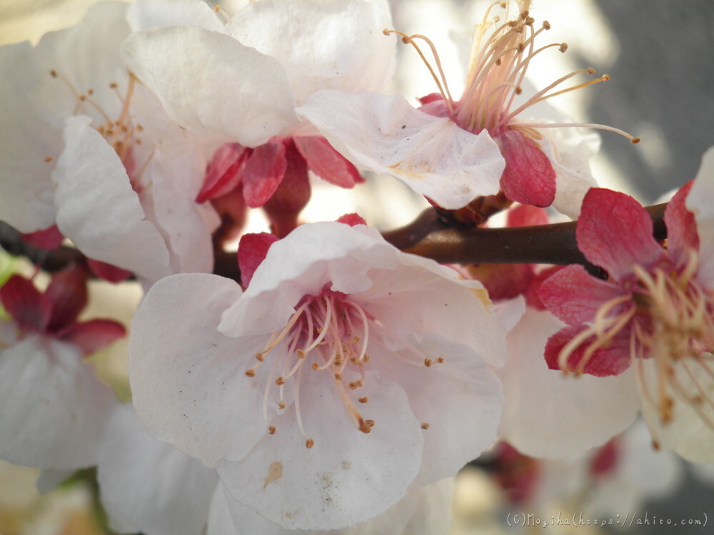 春　木の花 - 35