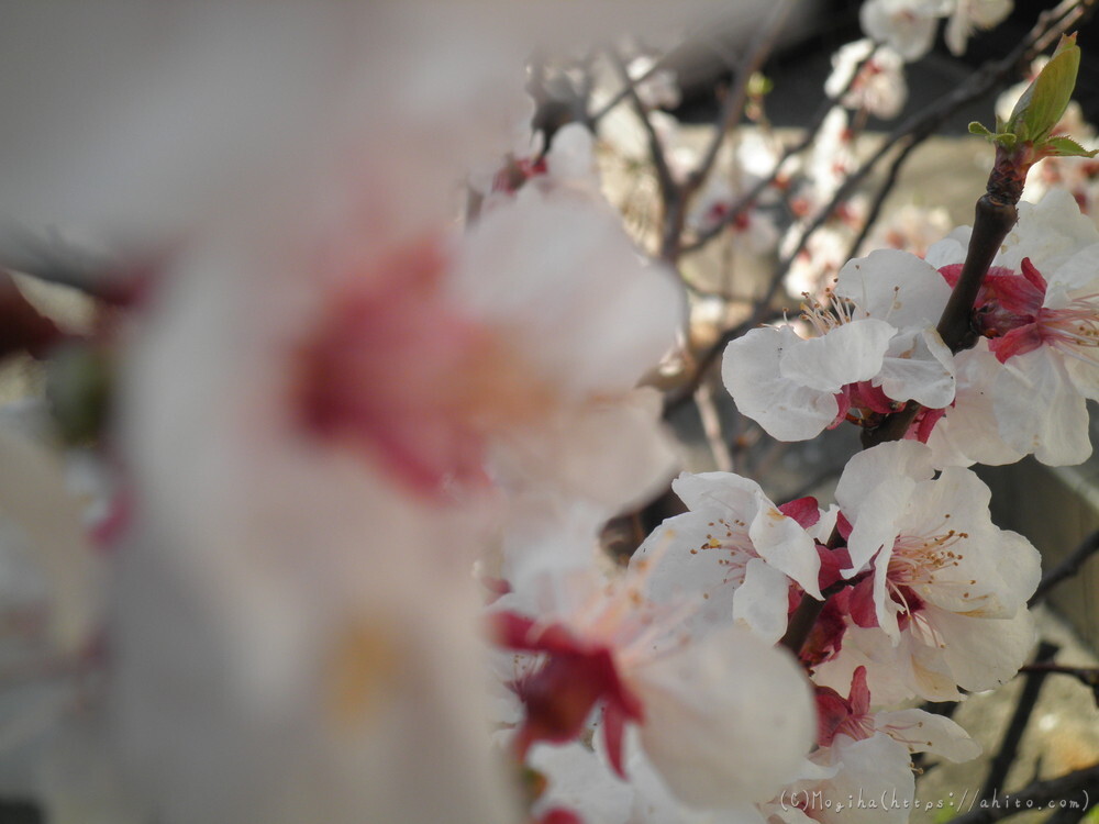 春　木の花 - 37