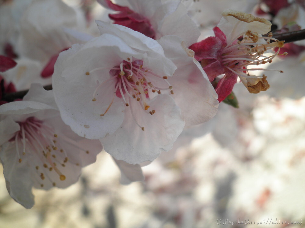 春　木の花 - 38