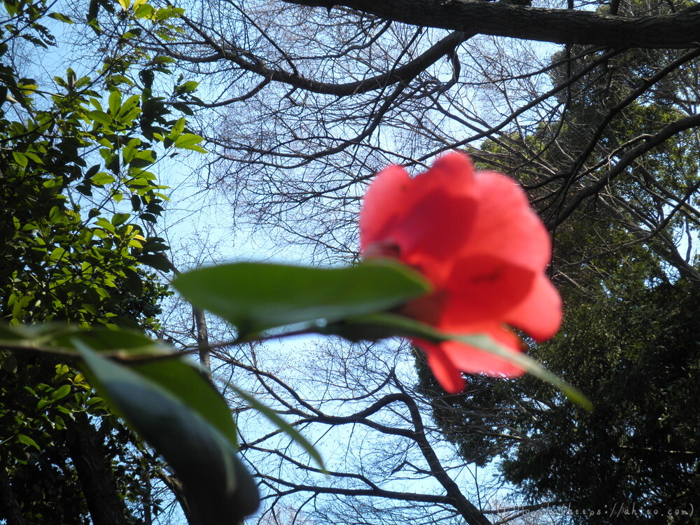 春　大きな花 - 04