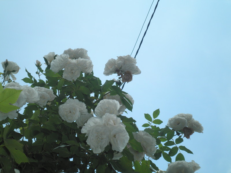 白薔薇 - 07