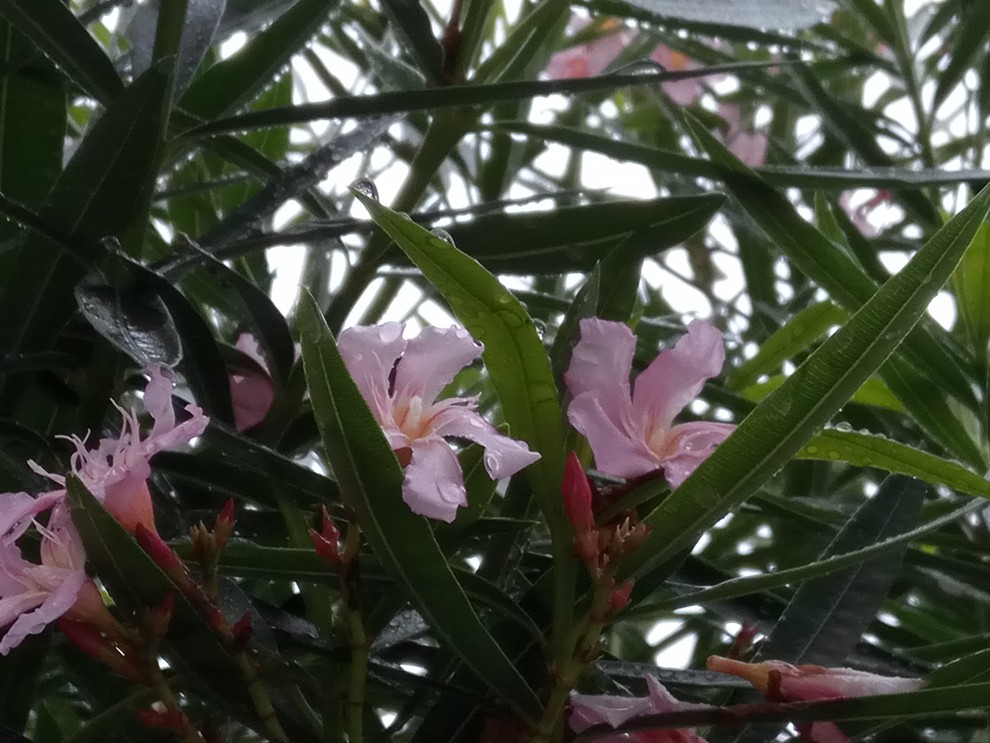 雨の花 - 07