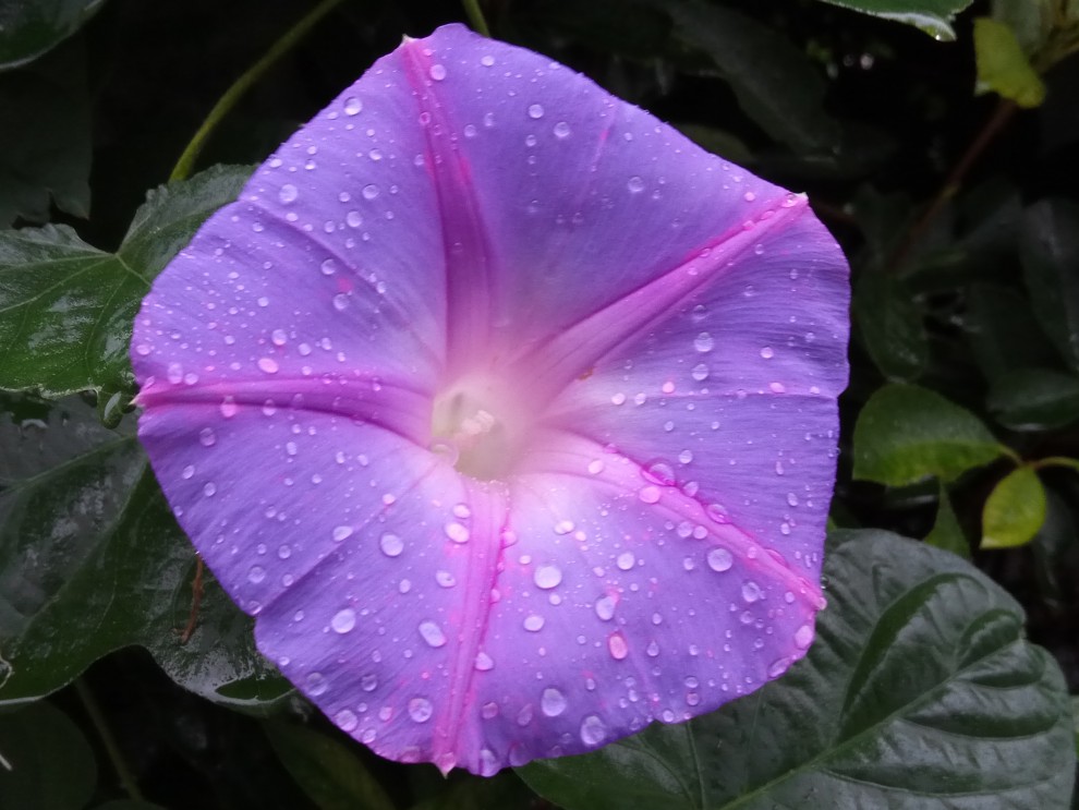 雨の花 - 06