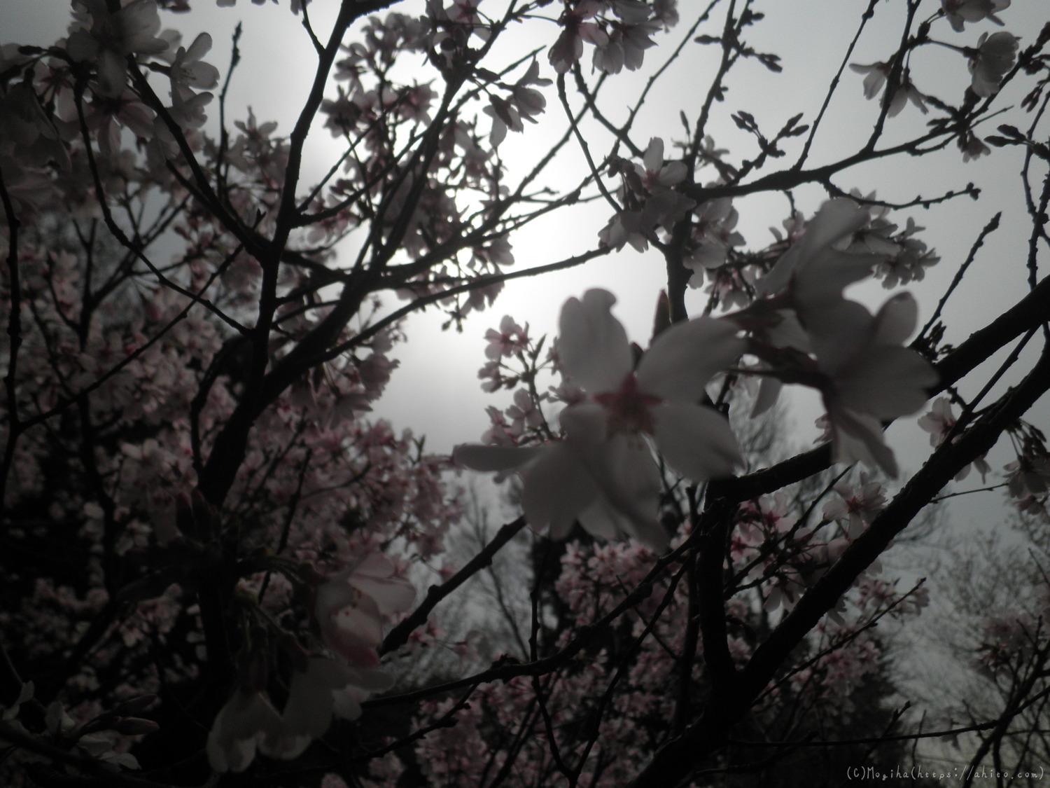 桜の開花 - 03