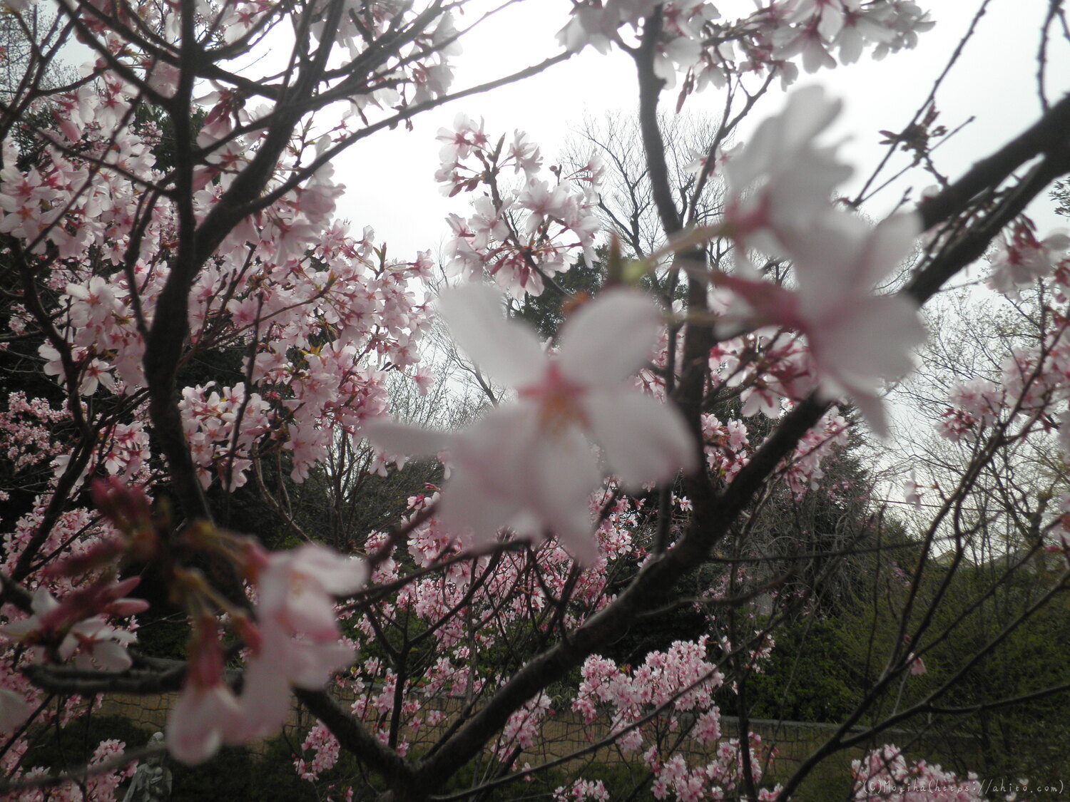 桜の開花 - 05
