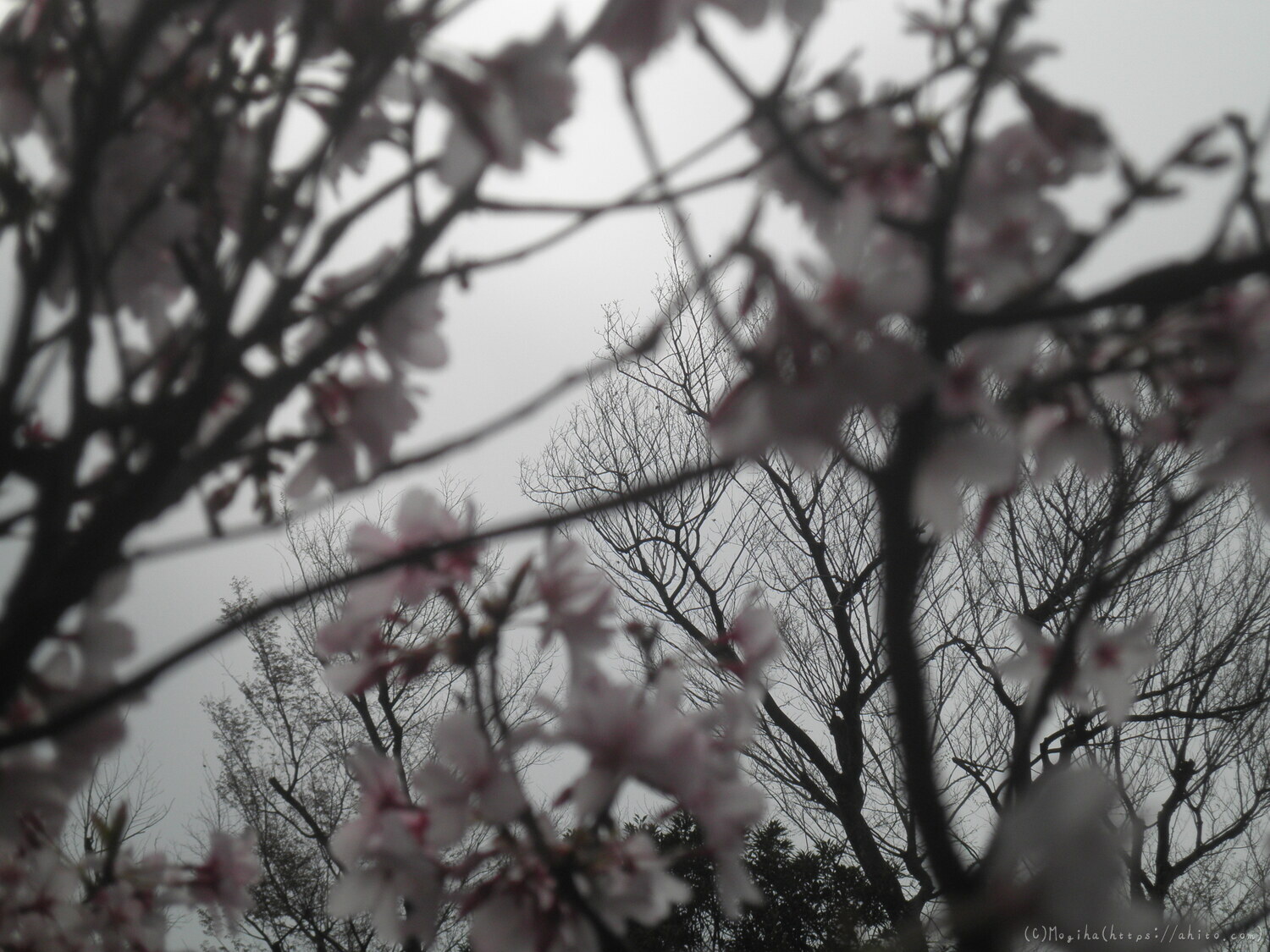 桜の開花 - 10