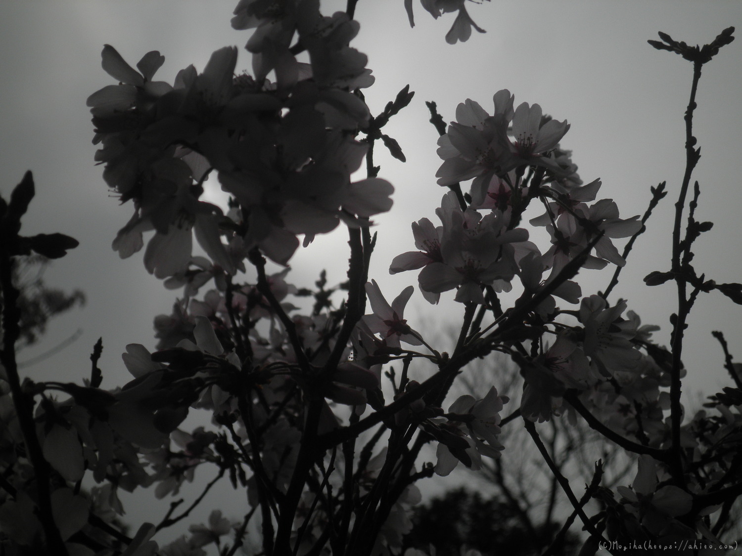 桜の開花 - 16