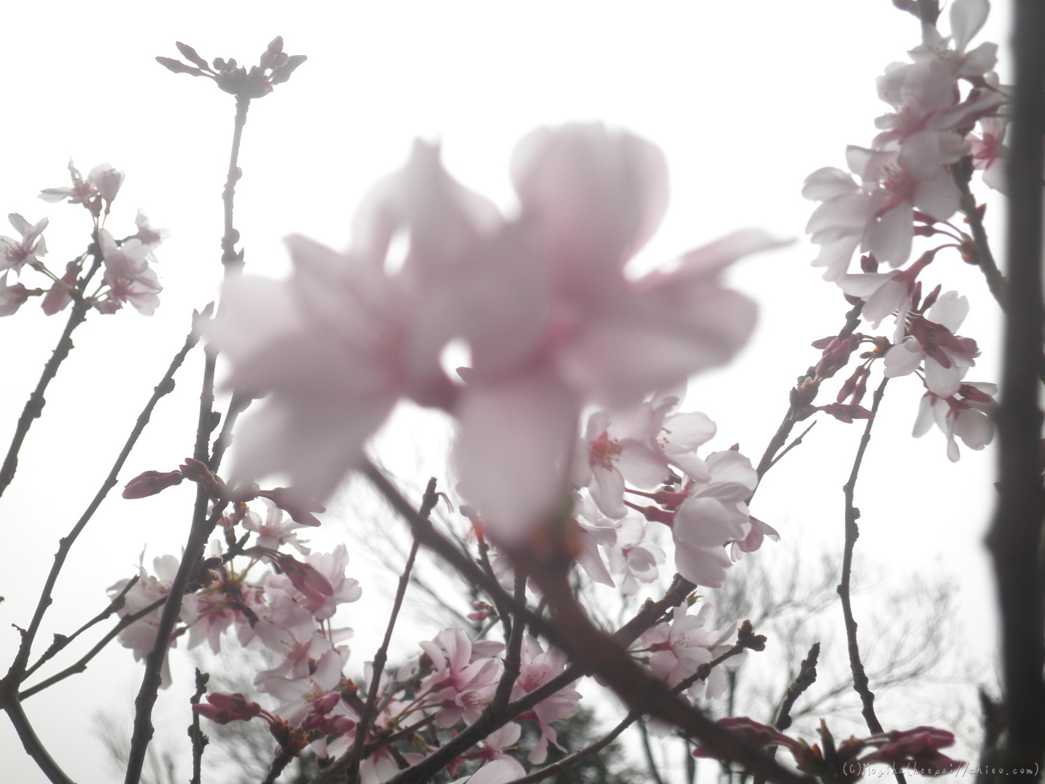 桜の開花 - 19