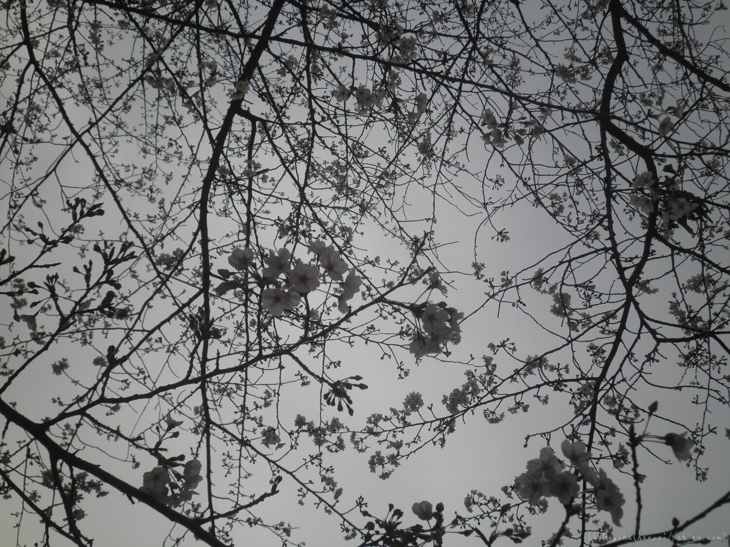 桜の開花 - 26