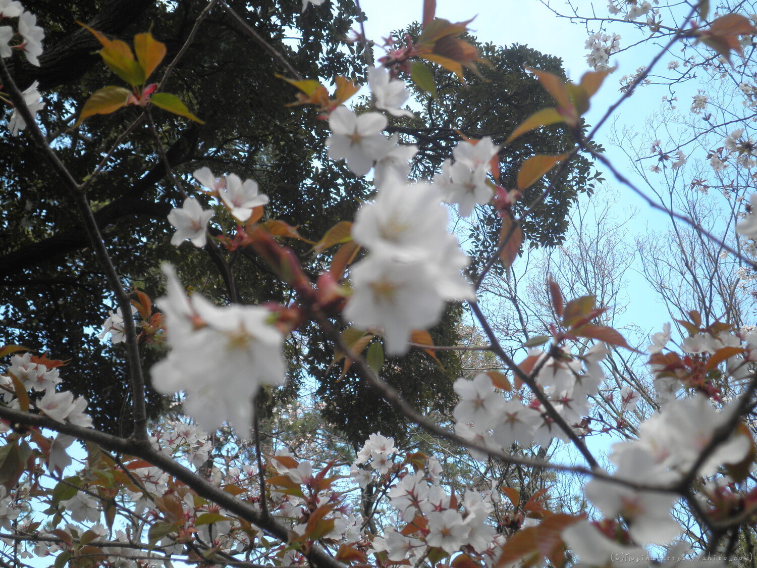 風の強い日の桜 - 01