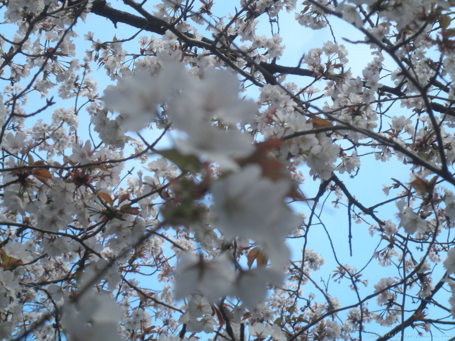 風の強い日の桜 - 11