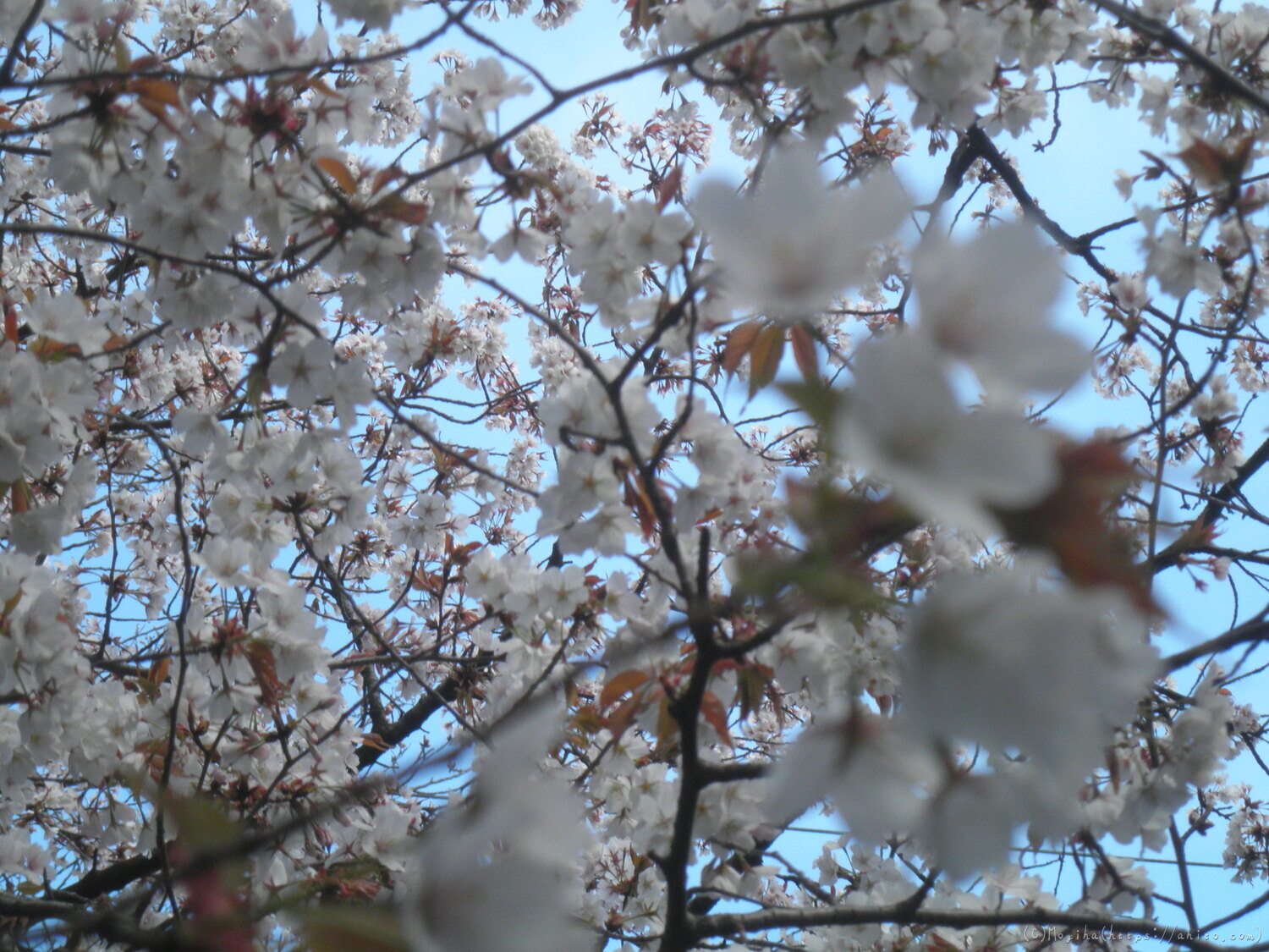 風の強い日の桜 - 12