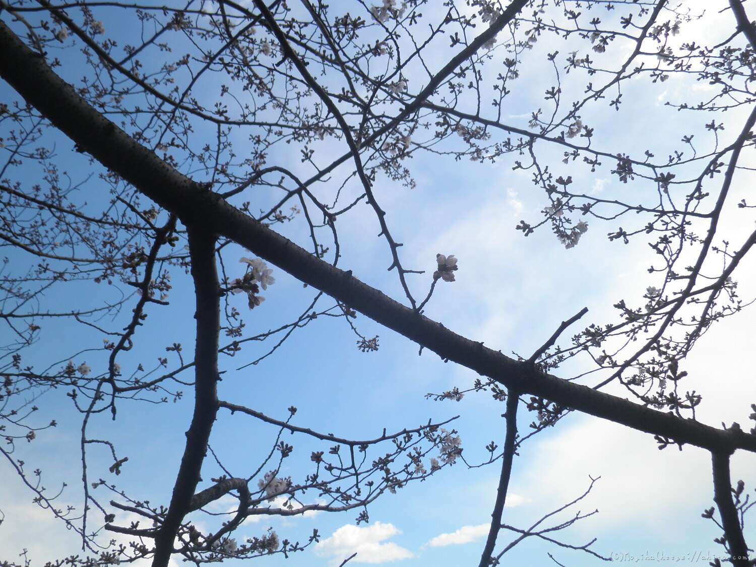 風の強い日の桜 - 13
