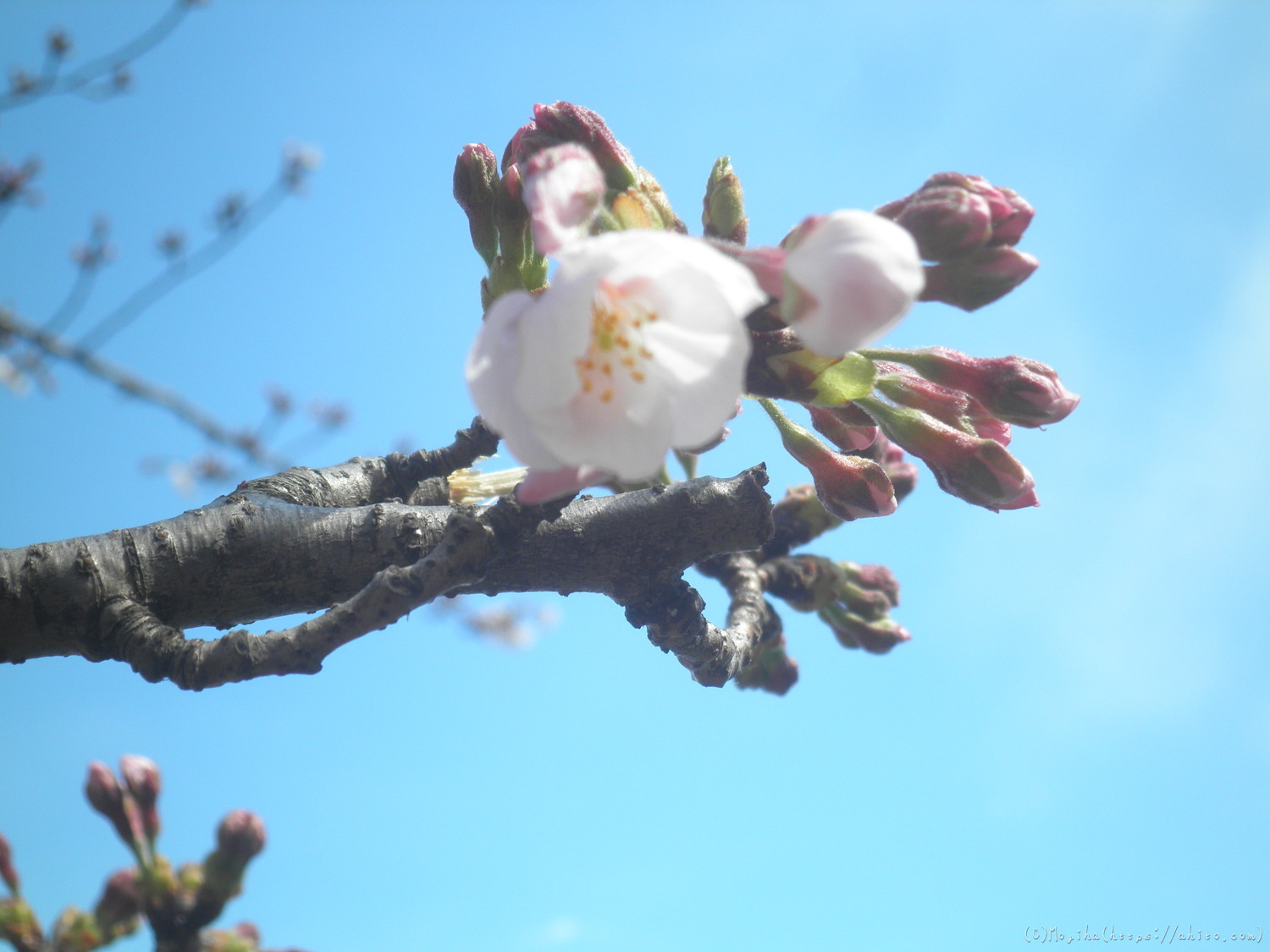 風の強い日の桜 - 23