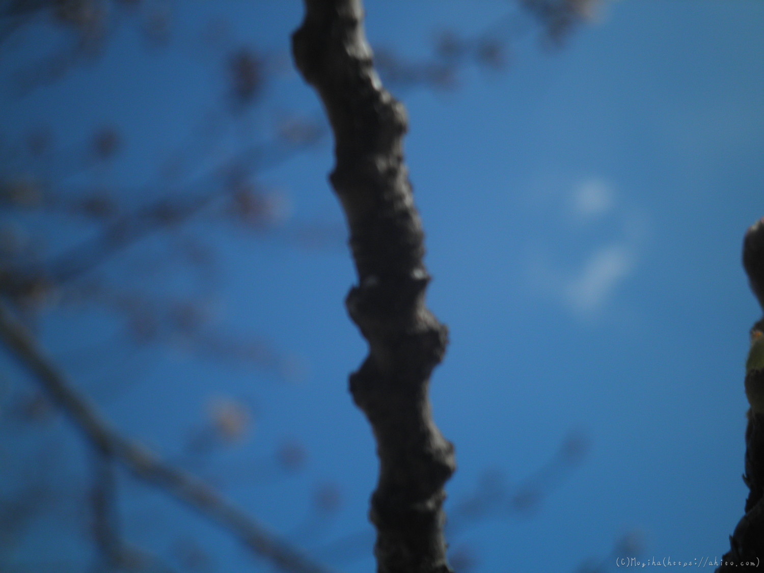 風の強い日の桜 - 25
