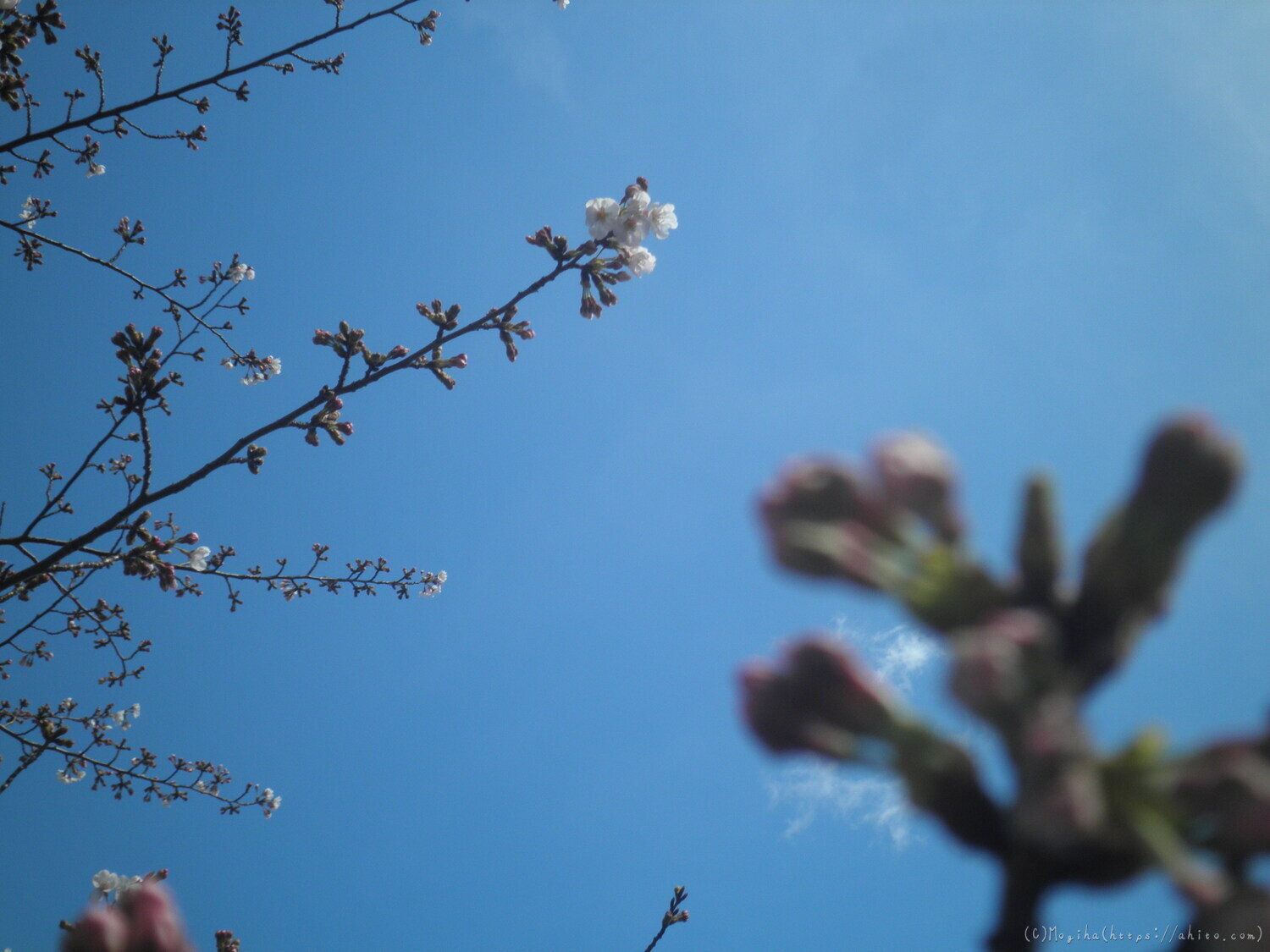 風の強い日の桜 - 28