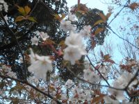 風の強い日の桜
