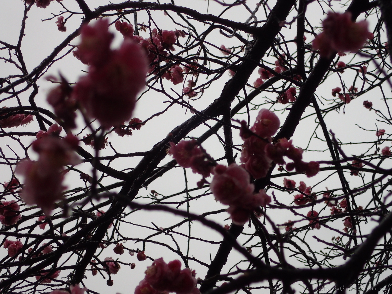 雨降りの梅の花（２） - 02