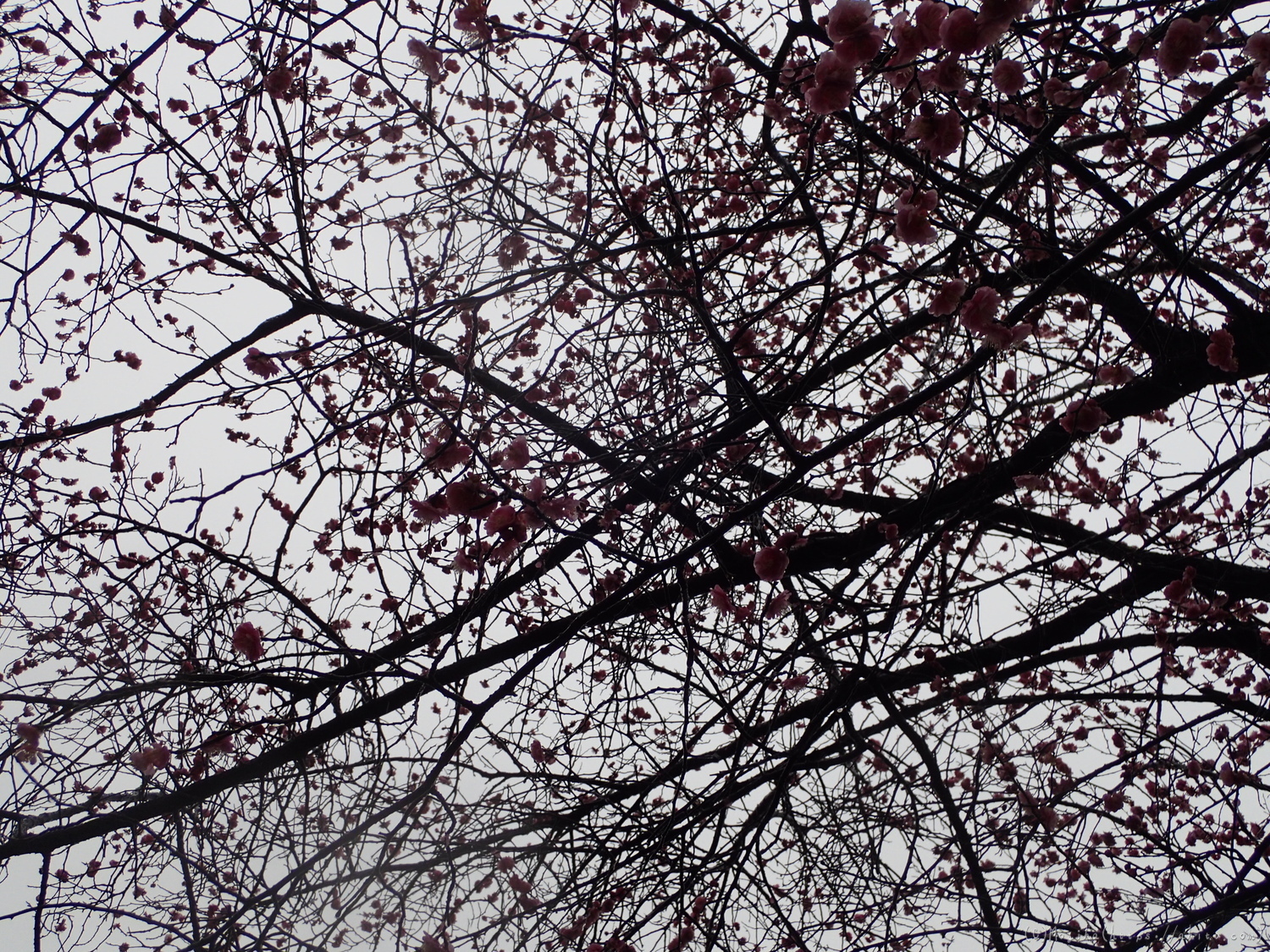 雨降りの梅の花（２） - 14