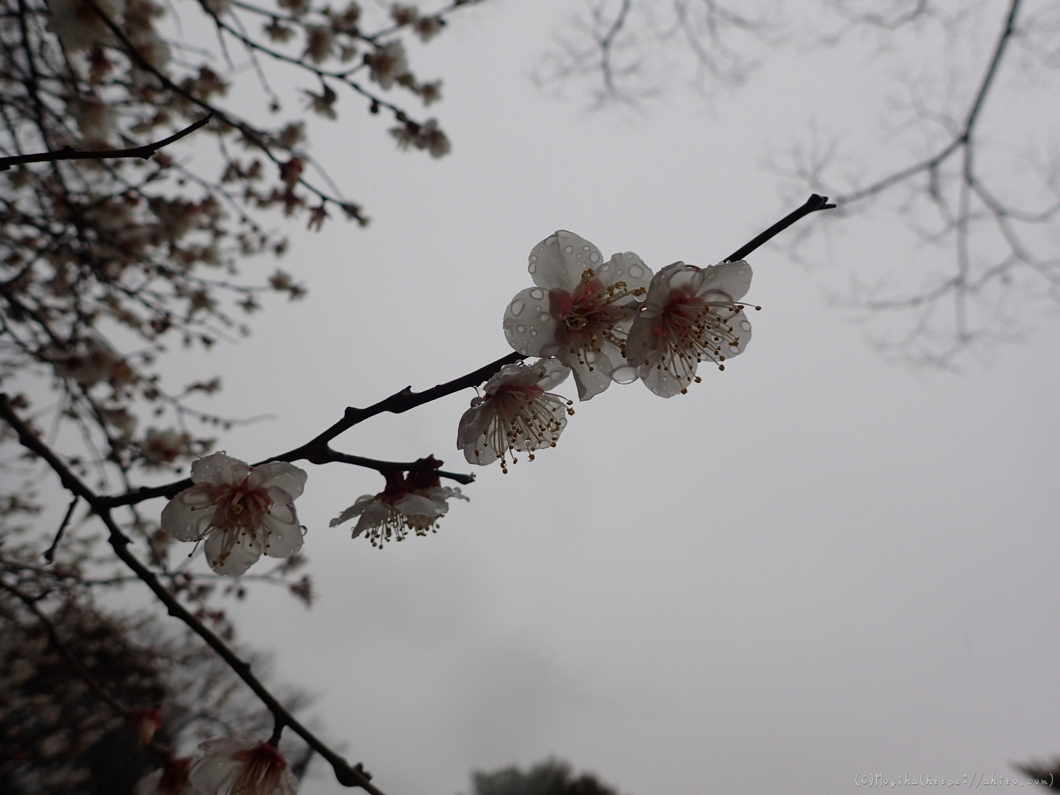 雨降りの梅の花（２） - 25