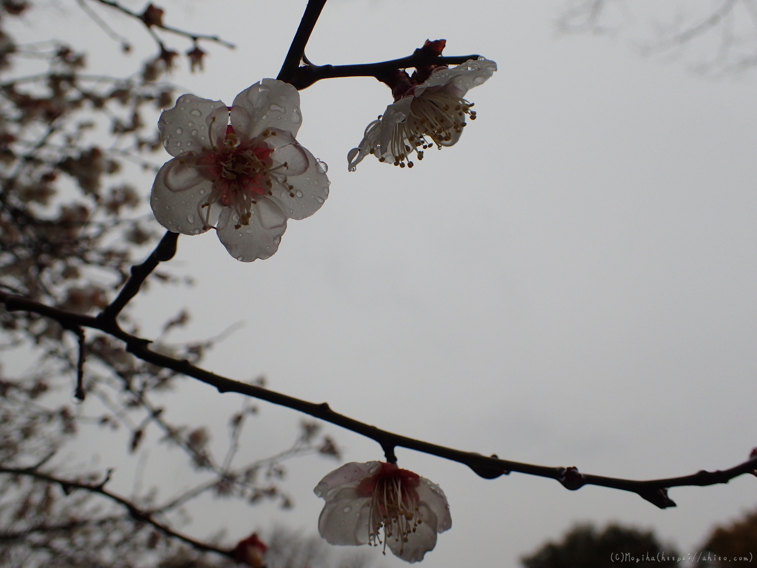 雨降りの梅の花（２） - 27