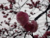 雨降りの梅の花（２）