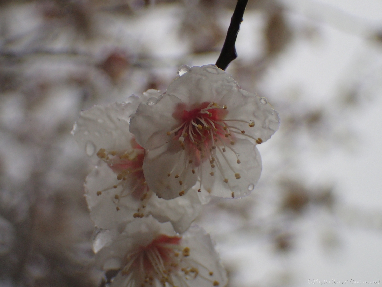 雪と梅の花 - 28