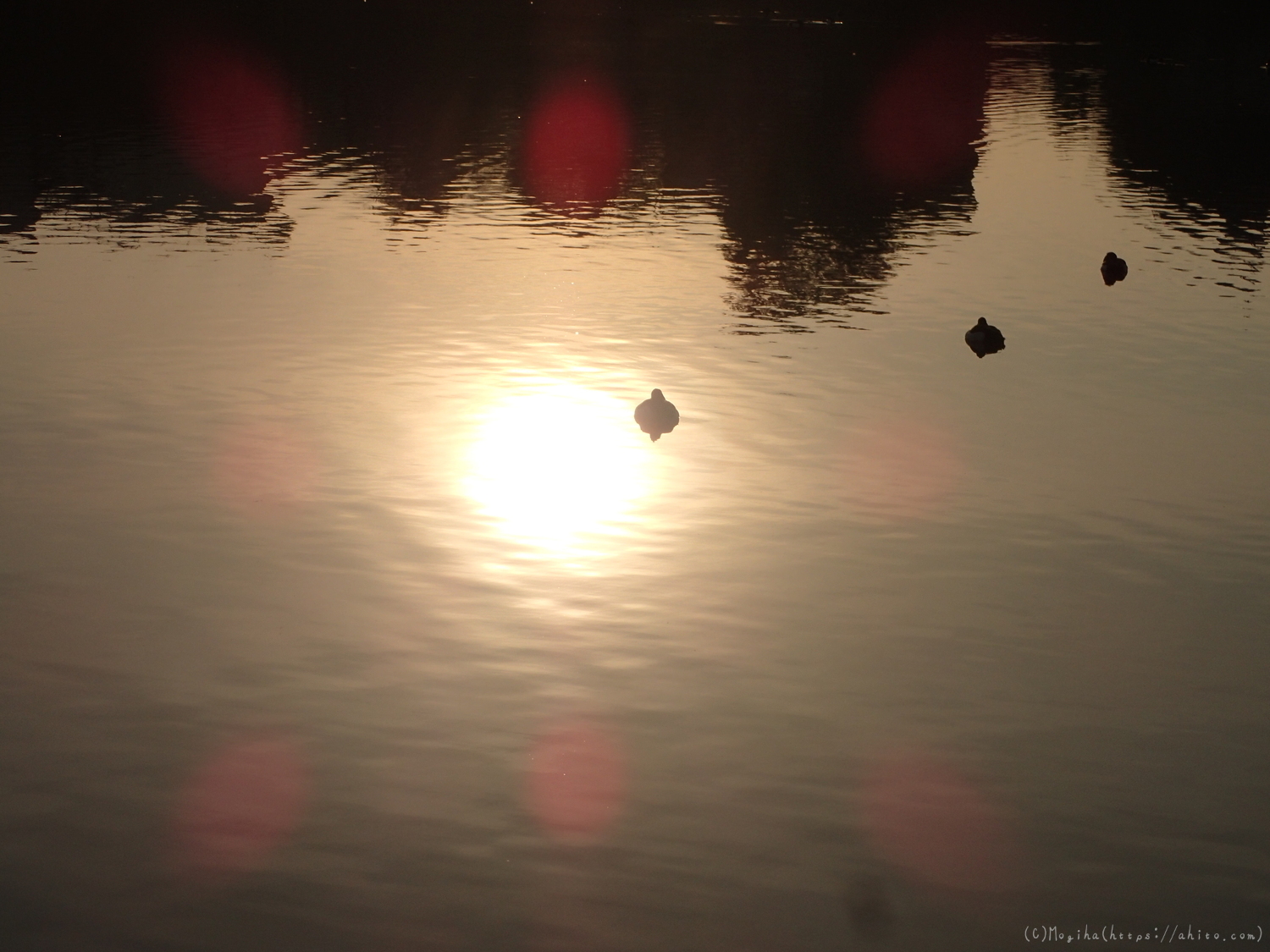 朝日と池と鴨 - 18