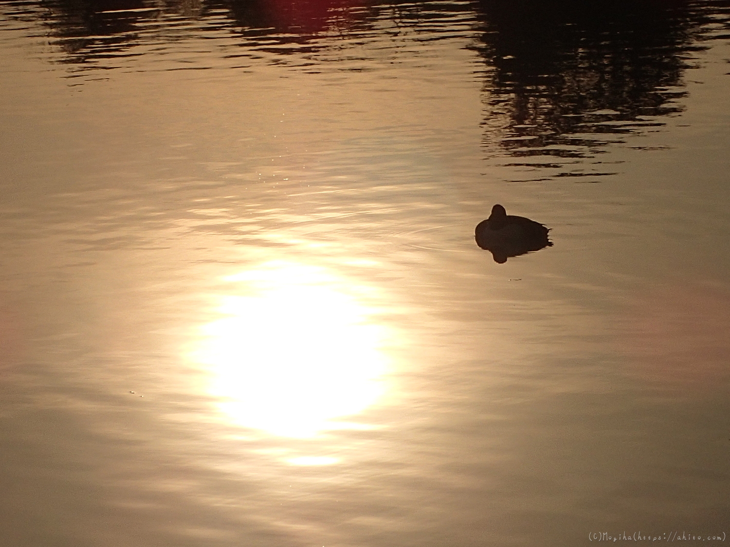 朝日と池と鴨 - 19