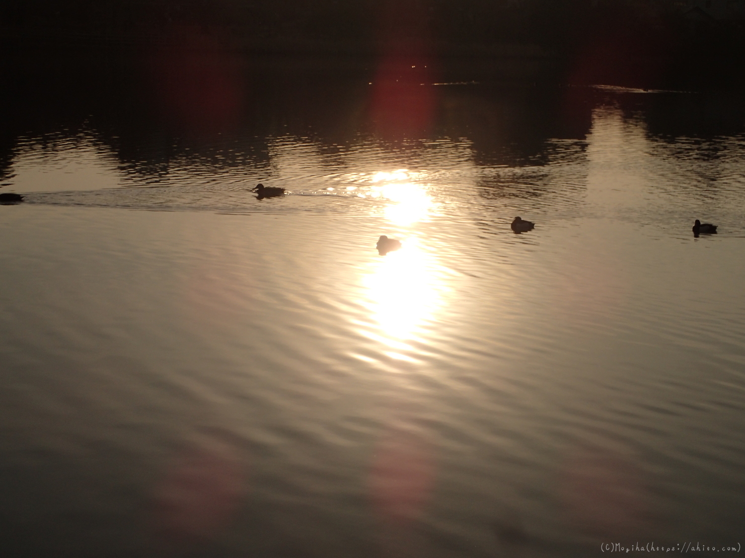 朝日と池と鴨 - 25