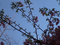 朝日と河津桜