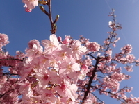 桜神宮の河津桜