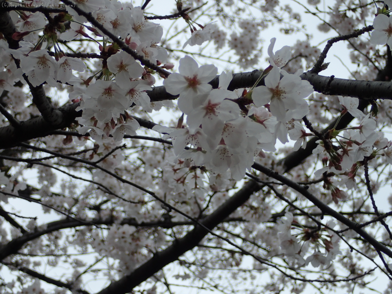 雨の中の桜 - 21