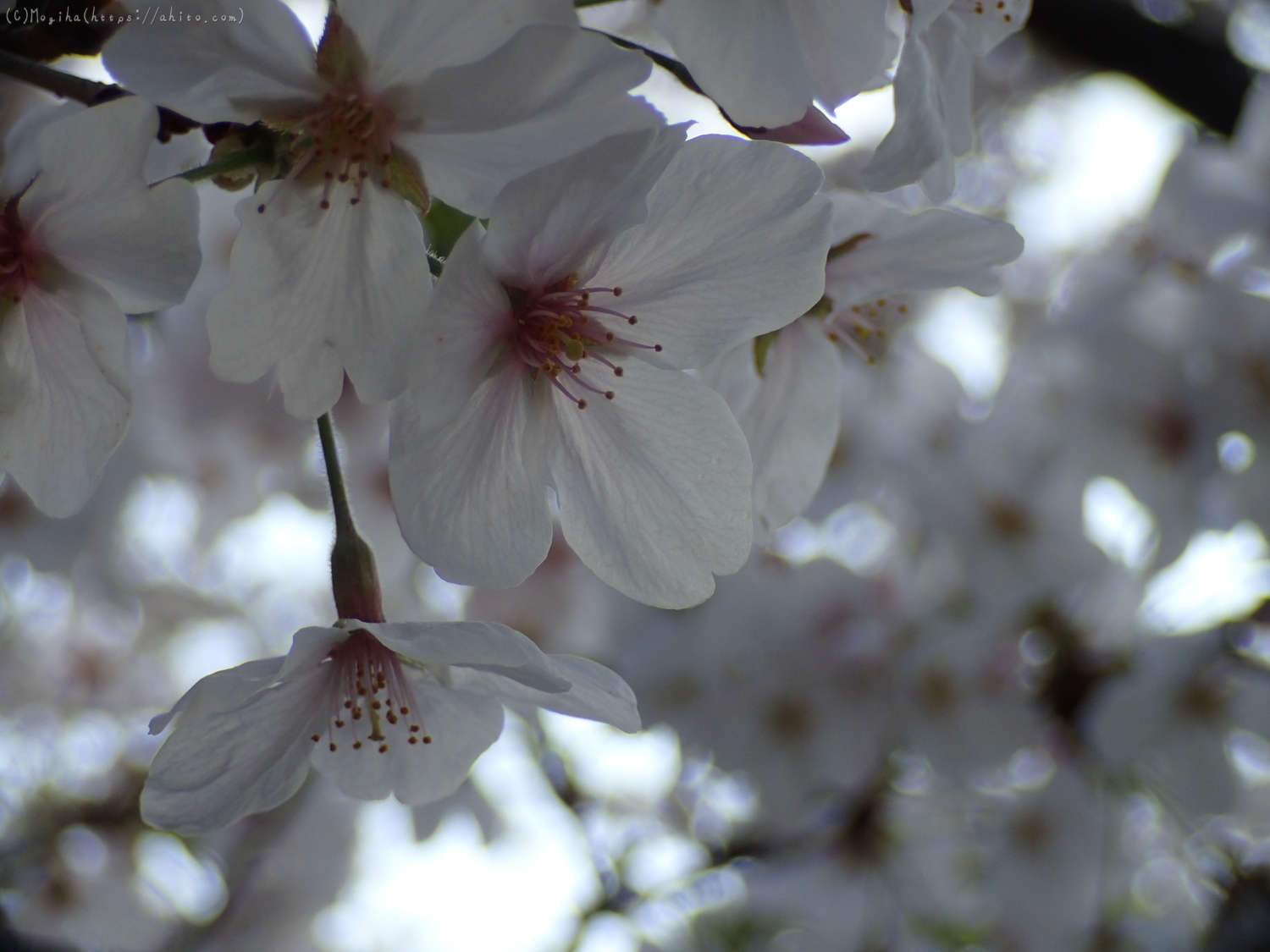 朝日の桜 - 02