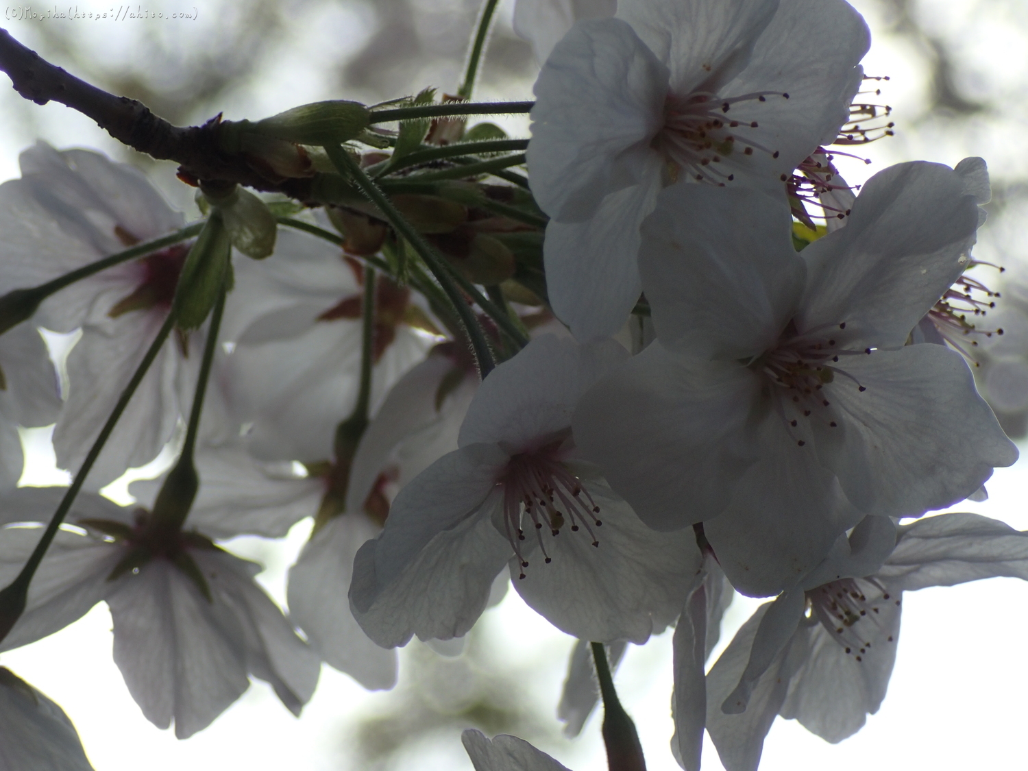 朝日の桜 - 07