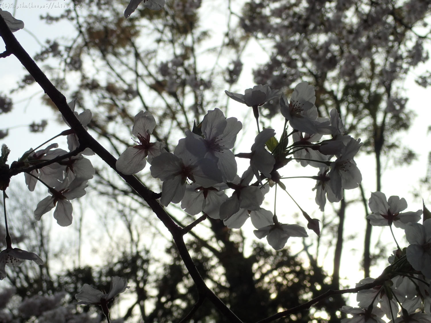 朝日の桜 - 13